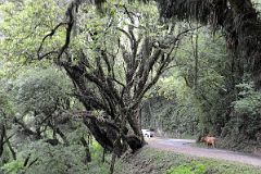05 Driving On The Tree Canopied Scenic Highway 9 Between Salta And San Salvador de Jujuy On The Way To Purmamarca.jpg